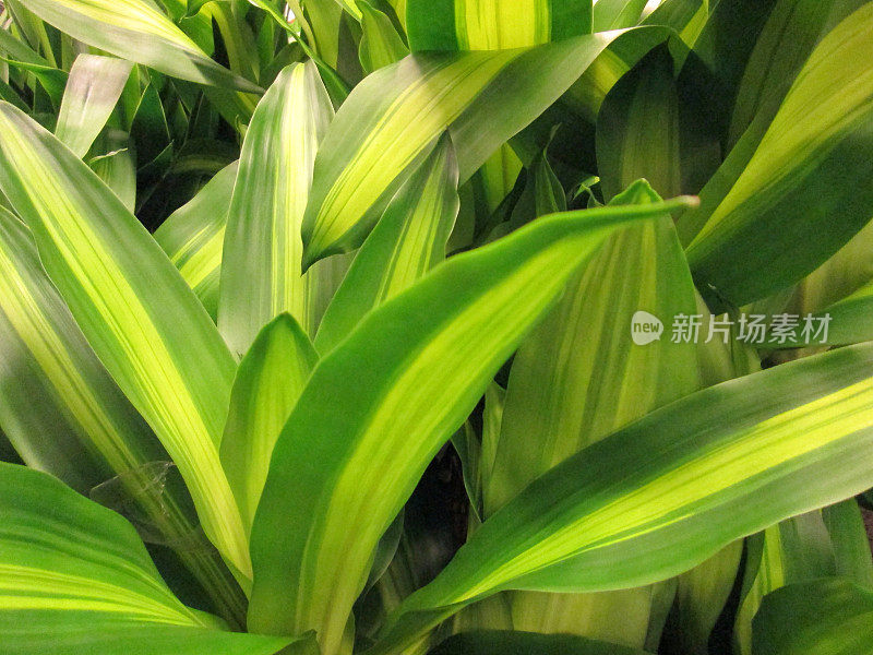 龙齿龙的杂色叶子'马桑卡纳'室内植物/玉米植物形象